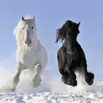 cavalli bianco e nero