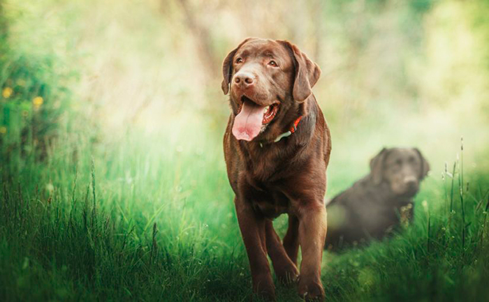 Consigli per correre con il proprio cane